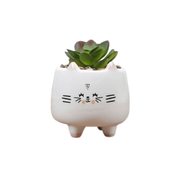 Ceramic Round Kitty Cat Succulent Plant/Pot - Style 4 - Elkhorn Succulents