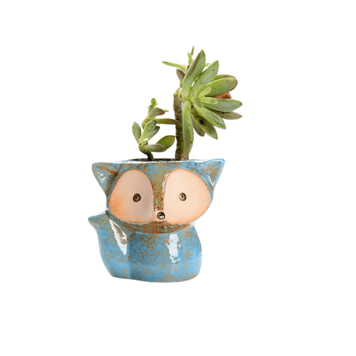 Light Blue Fox Succulent Pot - Elkhorn Succulents