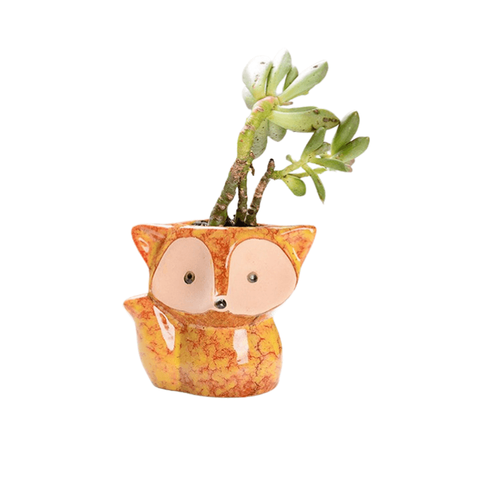 Orange Fox Succulent Pot - Elkhorn Succulents
