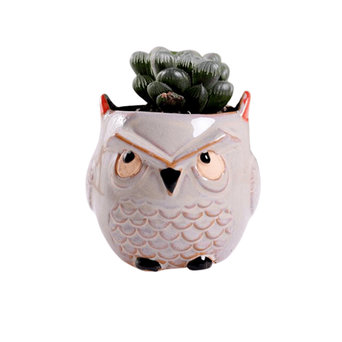 Owl Style 3 Succulent Planter Pot - Elkhorn Succulents