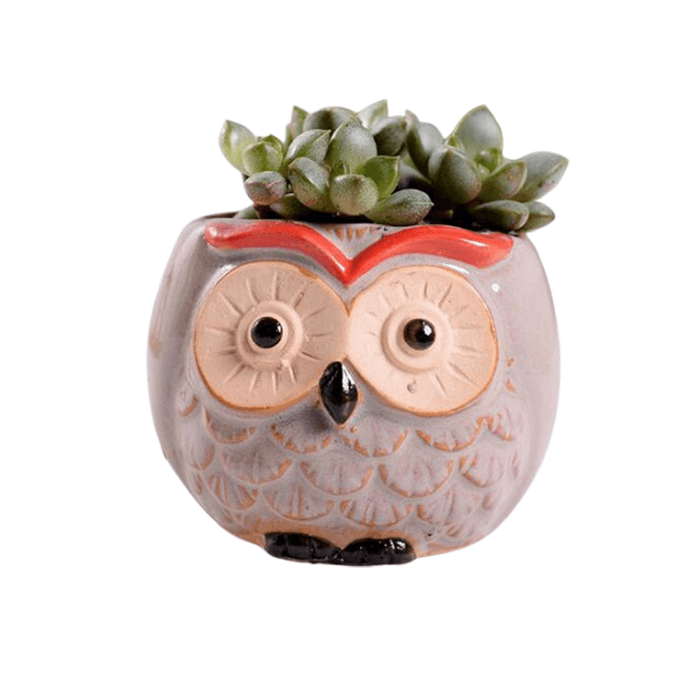 Owl Style 5 Succulent Planter Pot - Elkhorn Succulents