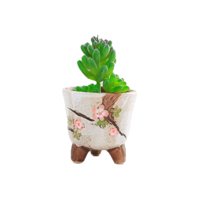 White Cup Shaped Ceramic Succulent Pot - Elkhorn Succulents