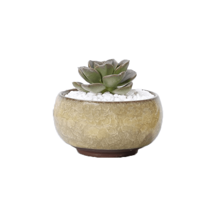 Yellow Bowl Glazed Cracked Pattern Ceramic Succulent Planter Pot - Elkhorn Succulents