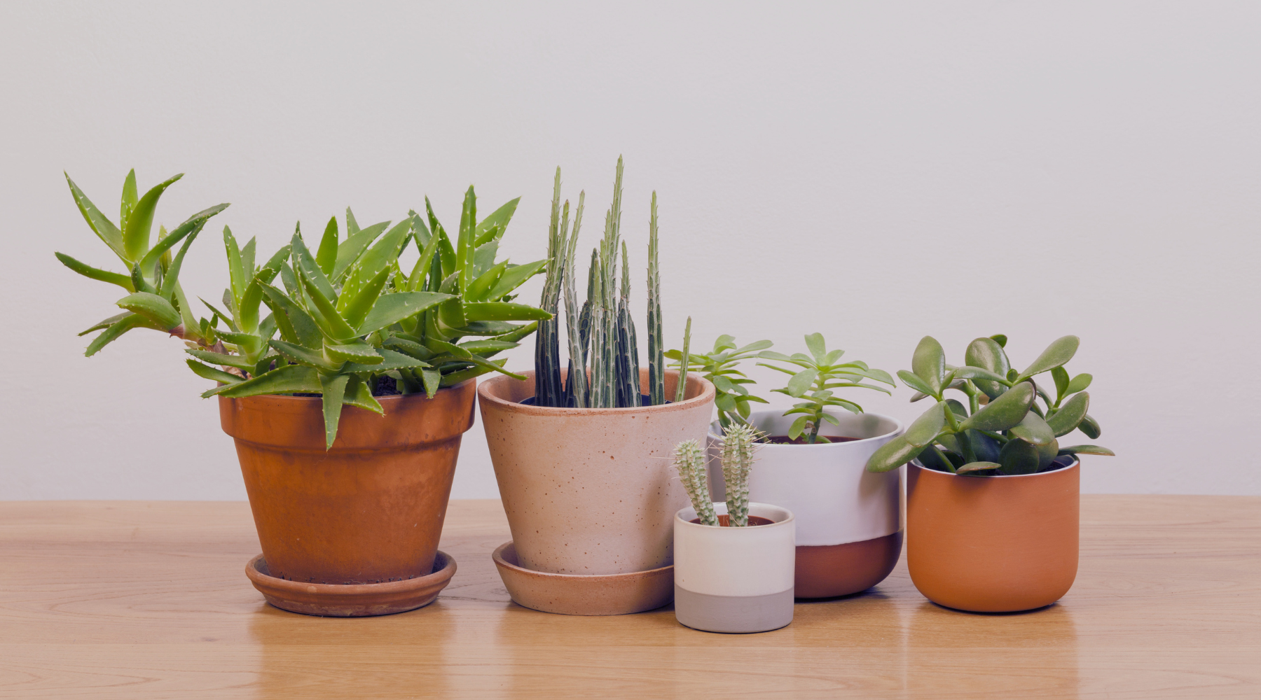 Basic Types of Succulents