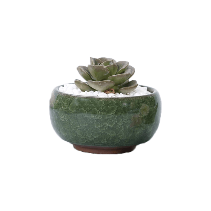 Dark Green Bowl Glazed Cracked Pattern Ceramic Succulent Planter Pot - Elkhorn Succulents