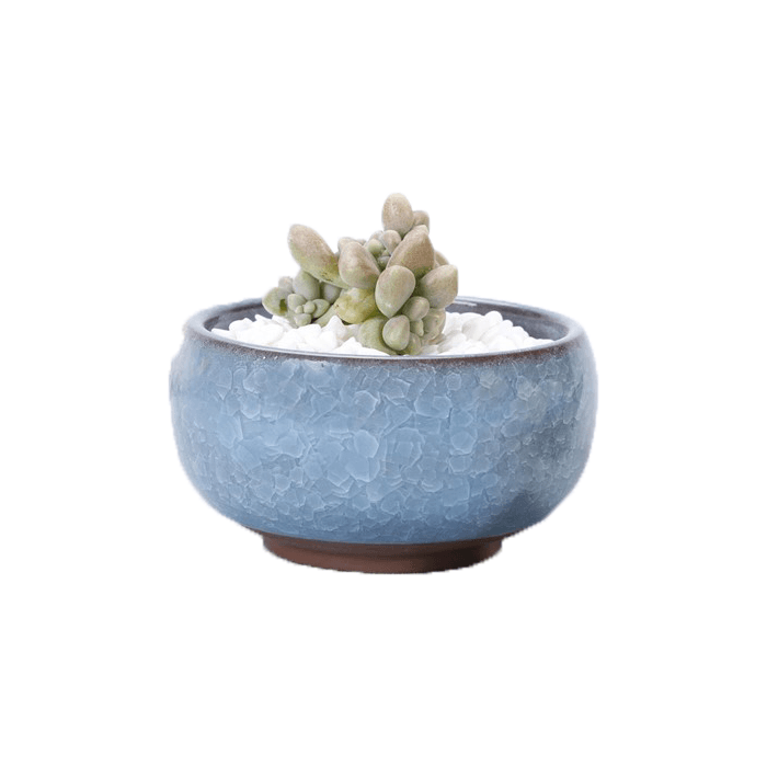 Light Blue Bowl Glazed Cracked Pattern Ceramic Succulent Planter Pot - Elkhorn Succulents