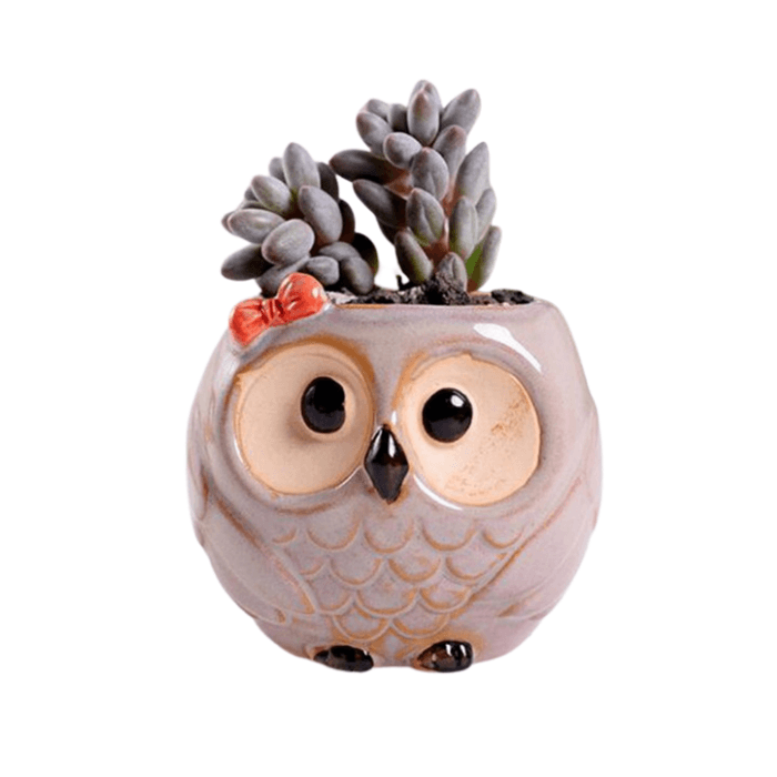 Owl Style 2 Succulent Planter Pot - Elkhorn Succulents