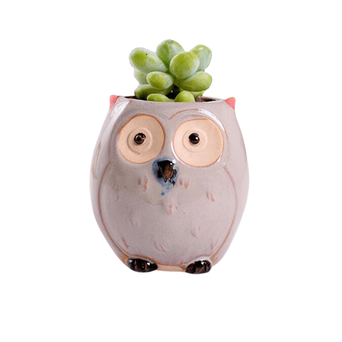 Owl Style 4 Succulent Planter Pot - Elkhorn Succulents
