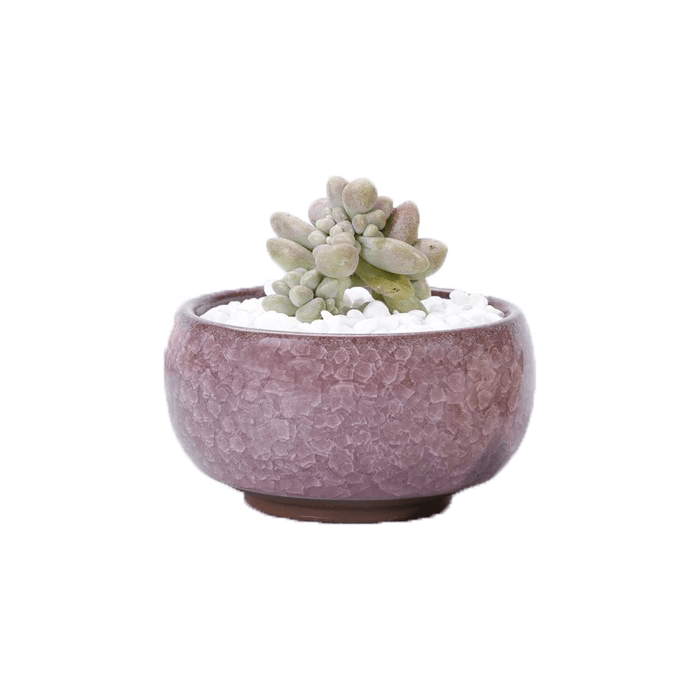 Pink Bowl Glazed Cracked Pattern Ceramic Succulent Planter Pot - Elkhorn Succulents